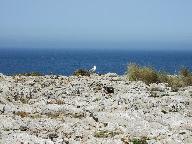 Möve auf Felsküste an der Algarve